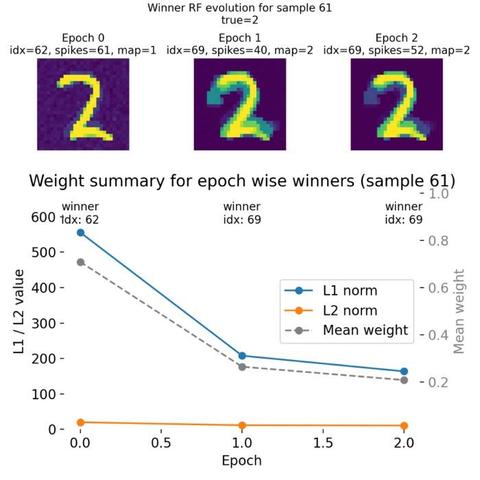 Top: Evolution of the receptive field of the winner neuron across epochs for sample 61, visualized as tiles. Each tile shows the RF of the winner neuron at a specific epoch, allowing us to see how it evolves during training. The title of each tile indicates the epoch number, the index of the winner neuron, its spike count, its mapped label according to the final neuron label map, and the true label of the sample. Bottom: Summary plot of weight metrics (L1 norm, L2 norm, and mean weight) for the winner neurons across epochs for sample 61.