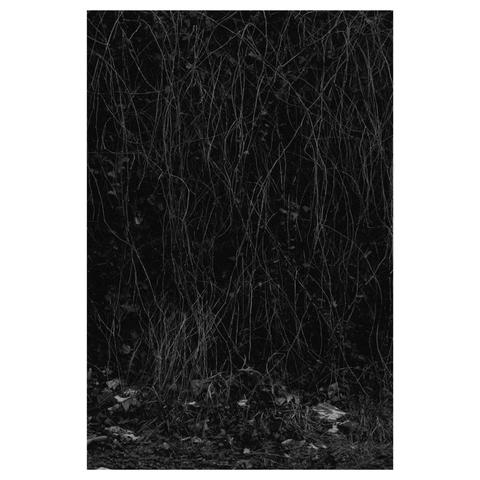 Schwarz-weiß Foto. Von einer Mauer hängen fadenähnlich vertrocknete Ranken einer Kletterpflanze in weißen Linien herab. 