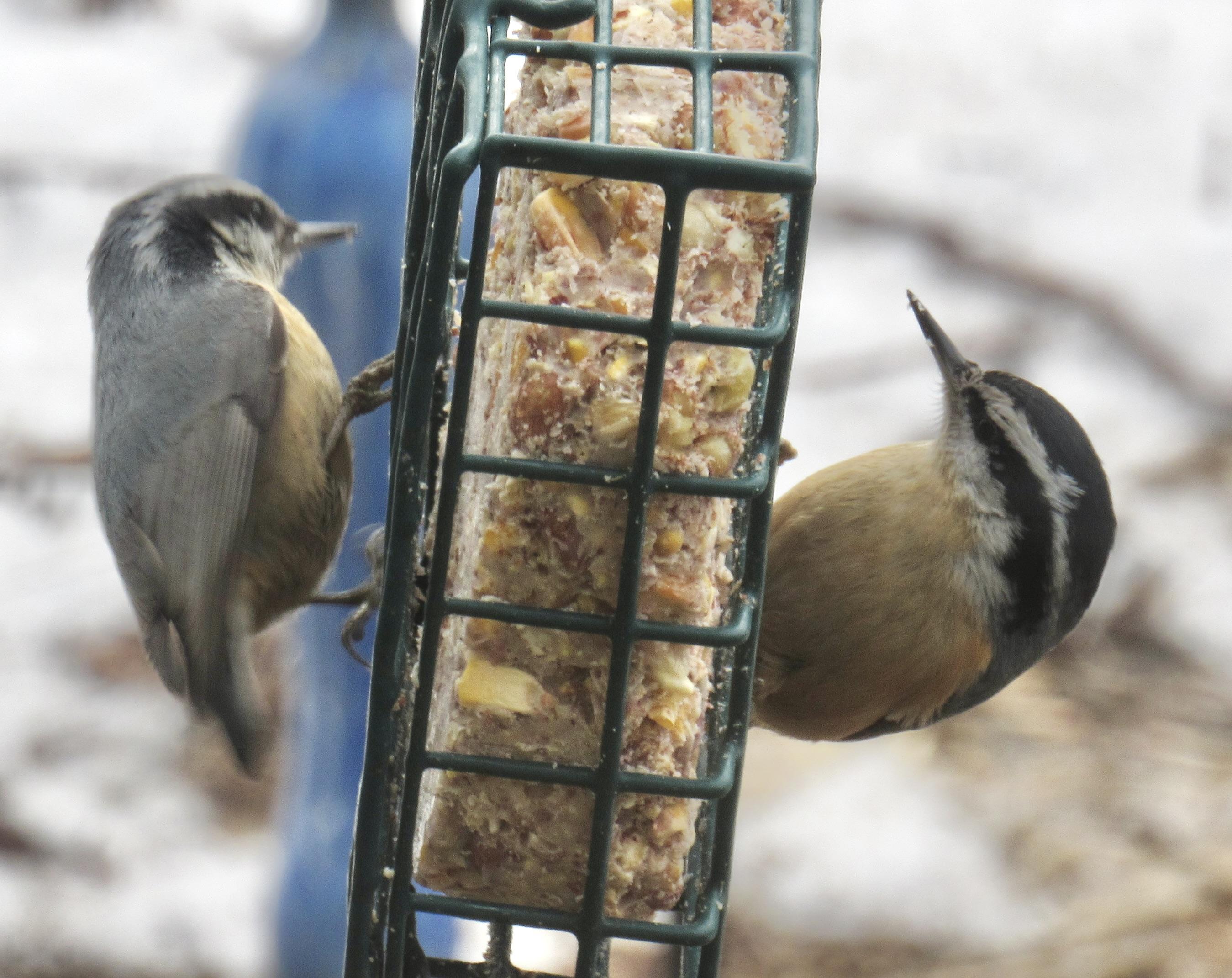 Two small birds, one on either side of a hanging suet block. they have grey backs and a black stripe from the bill through the eye area to the back. Their breasts are a very light rusty red. On the left one the grey of the back continues up to form a cap going all the way to the bill. On the right one that cap is black.The bills look longish narrow and sharp.