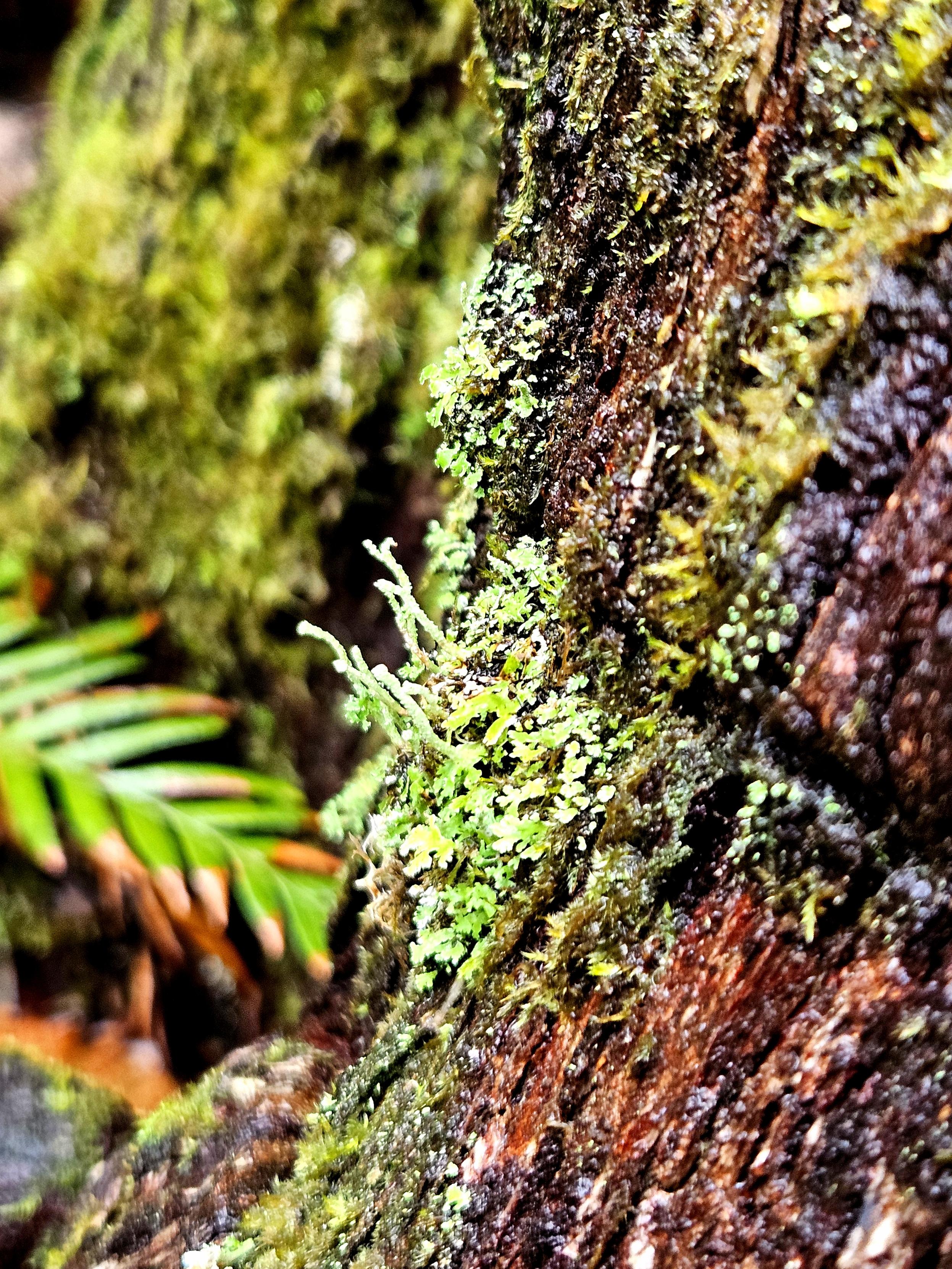 The same rainforest tree, but this bit has lichen growing on it. Blurry fern background. Dharug and Gundungurra country.