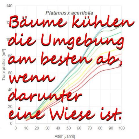Bäume kühlen die Umgebung am besten ab, wenn darunter eine Wiese ist.