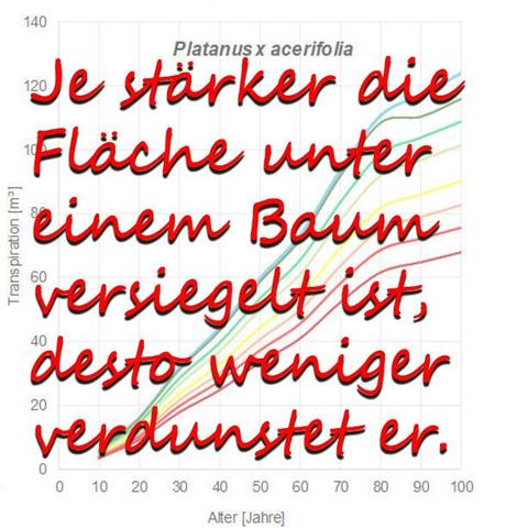 Je stärker die Fläche unter einem Baum versiegelt ist, desto weniger verdunstet er.