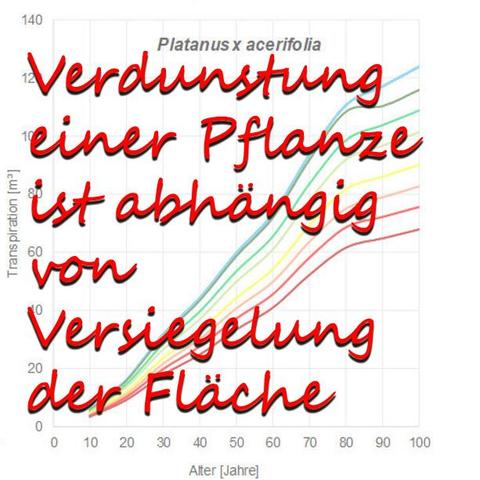 Verdunstung einer Pflanze ist abhängig von der Versiegelung der Fläche