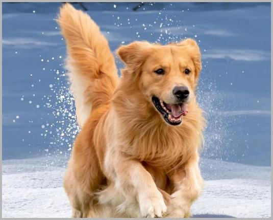 10 Essential Tips for Golden Retriever Snow Zoomies Every Owner Needs