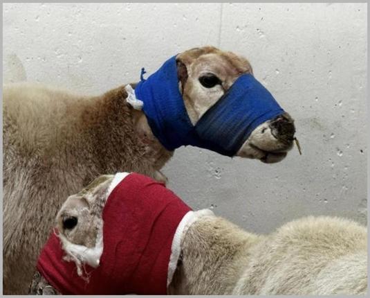 7 Essential Steps When Dogs Maul Livestock: Community Support Matters