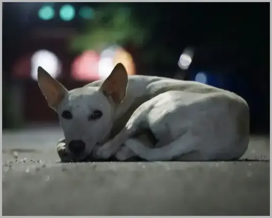 Dog Illegal Waste Training: 7 Essential Tips Every Owner Should Know