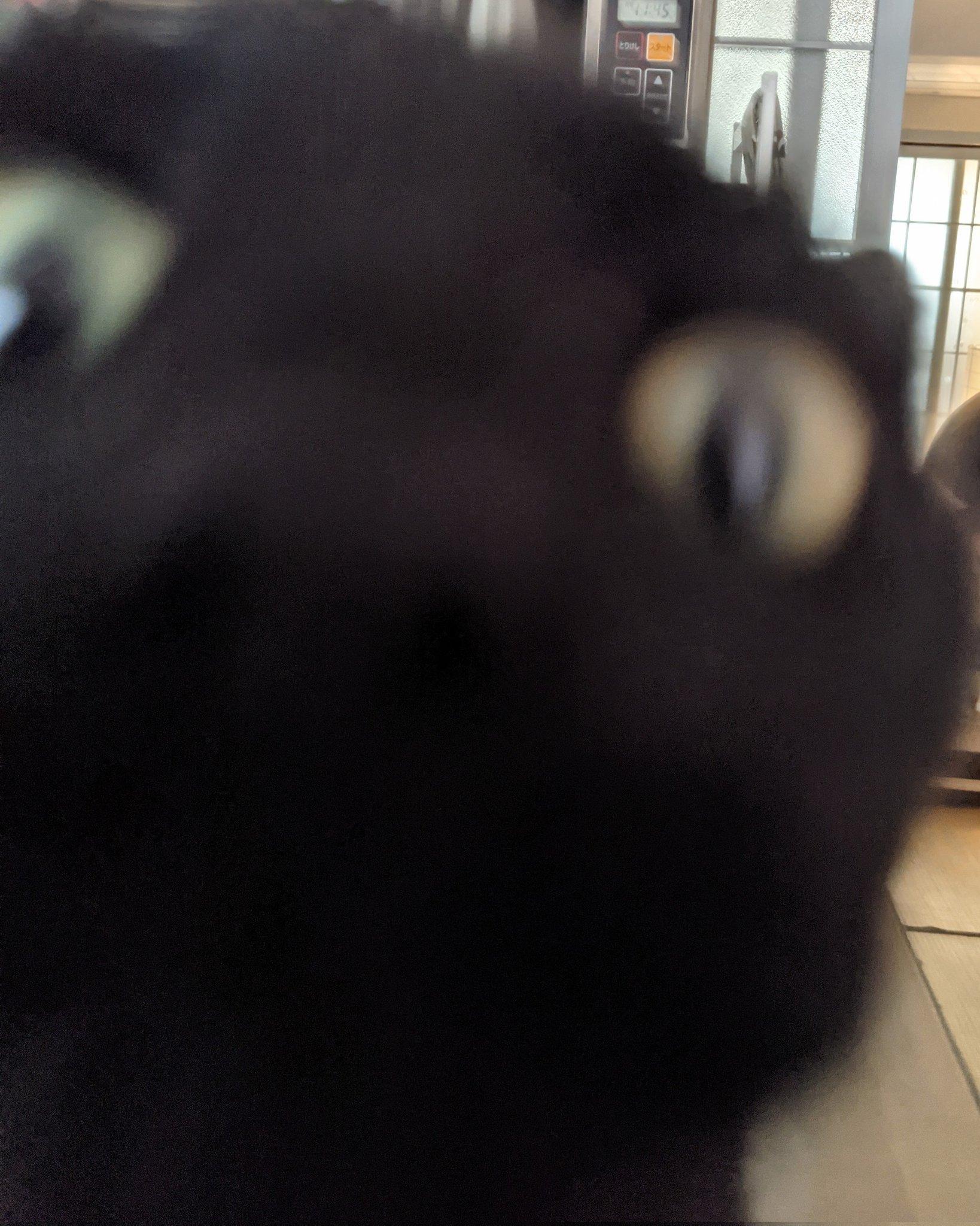 Hogarth the black cat gets super close for his selfie.