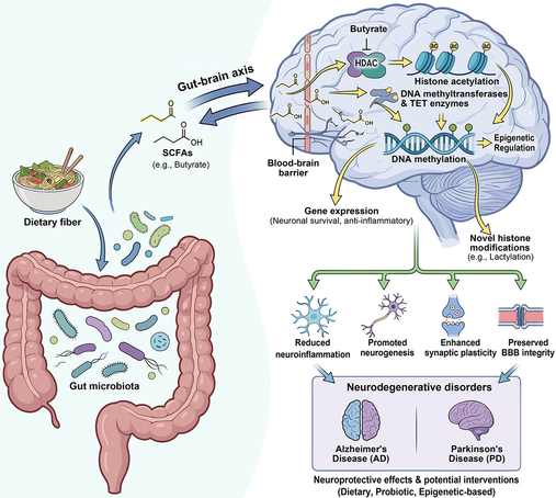 Short-chain fatty acids from gut microbes modulate brain epigenetics, offering neuroprotective effects & therapeutic potential for neurodegenerative disorders.