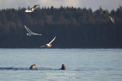 Four gulls hover over two Steller sea lions in a milky turquoise sea. The sea lions look up to the gulls flying a few metres above them. There is a forested coastline in the background. The sea is calm with a few ripples on the surface.