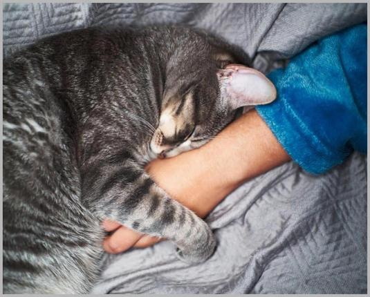 8 Adorable Signs Your Cat Trusts You Completely, Experts Say
