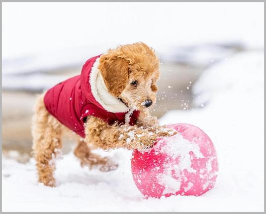 7 Essential Tips: How to Keep Your Dog Safe in a Blizzard with Ease