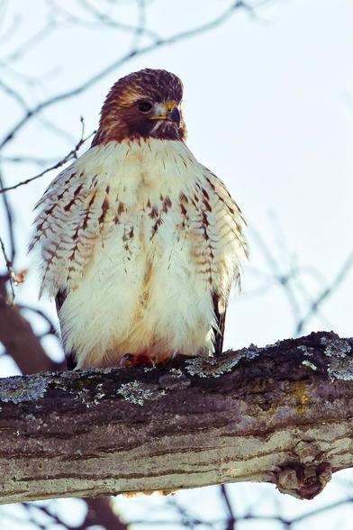 Bird with mostly white front with a few brown streaks and brown head sits on thick branch with blurred out small branches in background