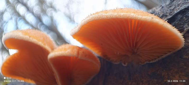 The macro photograph shows several bright orange mushrooms growing from the side of a horizontally lying tree trunk. They are shell-shaped and photographed partly from below, revealing gills that fan out from the point where the mushroom grows out of the wood to the edge. The edge of the upper side, which is slightly hairy, is also visible. Behind the mushrooms, you can see a gray sky with blurred tree branches.