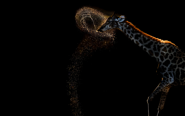 Giraffe spraying water.
