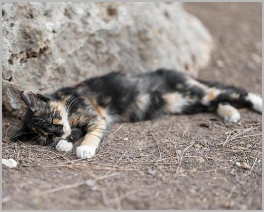 The Ultimate Guide to Stray Cat New Bed: 7 Proven Tips for a Cozy Adoption Success