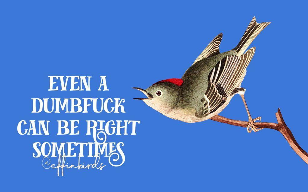 A painting of a bird beside the text "even a dumbfuck can be right sometimes"