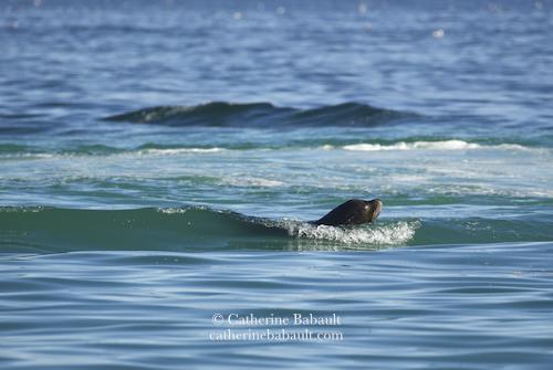 Small waves rolling in the sea. The head and neck of a dark brown sea lion emerges from the water as it swims by looking for herring. The sea looks milky turquoise because herring have just spawned.