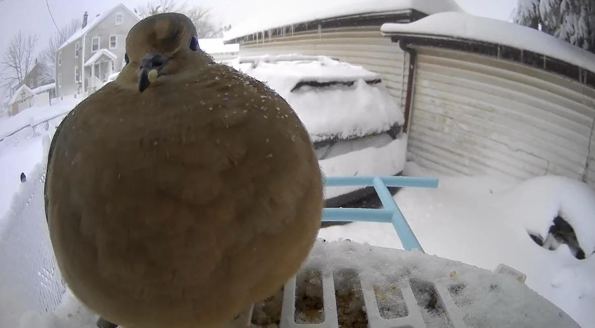 A close-up view of a round, fluffy bird perched on a snow-covered platform. Snow blankets the ground and nearby structures, creating a wintery scene. The bird appears well-fed, with a seed visible in its beak.