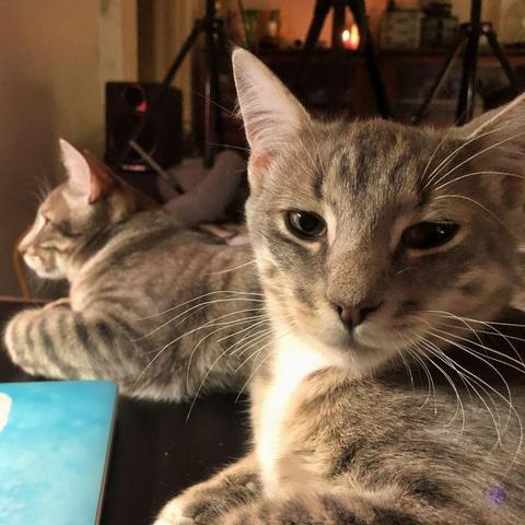 In the background, candle,-lit stalky black tripods with gray sandbags, and bookcases against a cream wall. In the foreground, the light still moody, the top half of a gray tabby with soulful eyes with large pupils, a sweet expression, and a bright white shirt front. Behind him, in the middle ground, the left side shows a bare wall behind the top half of a gray tabby cat, in profile, on their belly. Their front paws are folded in front of their chest, and the edge of a laptop with with a sky-themed skin is at his elbow, illustrating When to Adopt a Comedy Team.