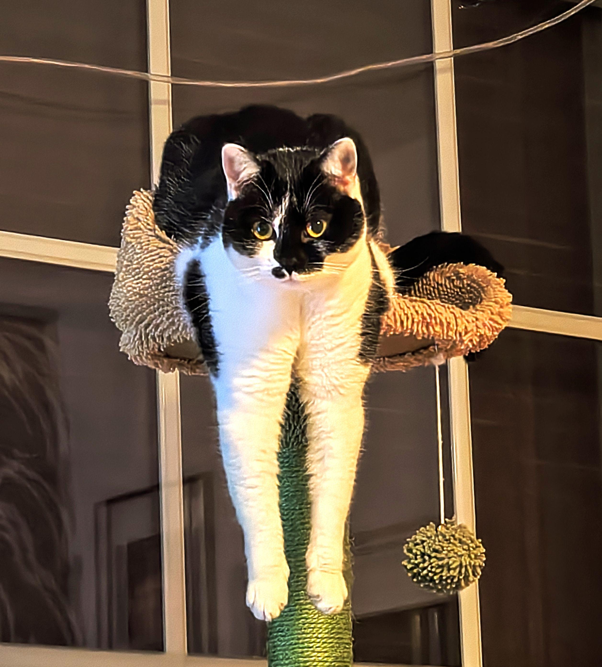 Lemon the cat sitting on top of her cat tree, her front legs dangling off the edge. She's looking straight at the camera and she's giving it her all to look as adorable as possible. Successfully.