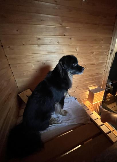 Small floppy eared black dog with brown paws sitting next to their owner in a sauna top bench on a towel and enjoying the 40 degrees Celsius temperature 