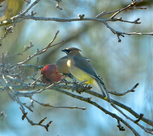 Two Cedar Waxwings perch on branches of an old apple tree are eating an apple that has been in the tree all winter long.  The branches are dull grey with swollen buds.  The background is out of focus sky and more tree branches.