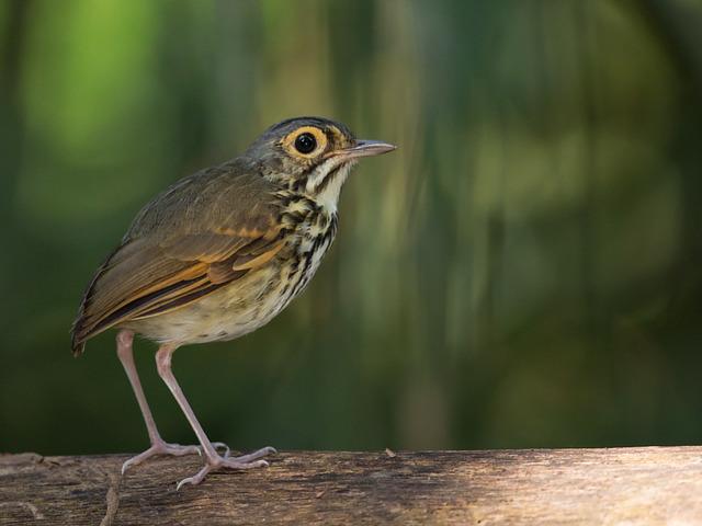 Aves do Brasil (@avesbrasil@mastodon.social)