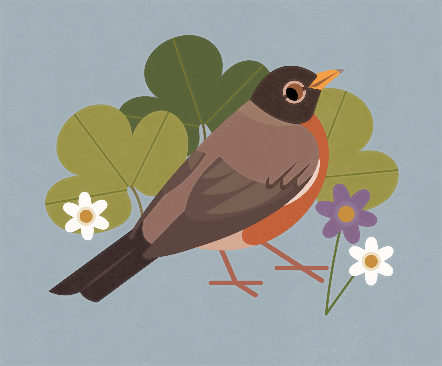 Flat illustration of an American Robin in front of stylized white and purple Round-lobed Hepatica flowers.