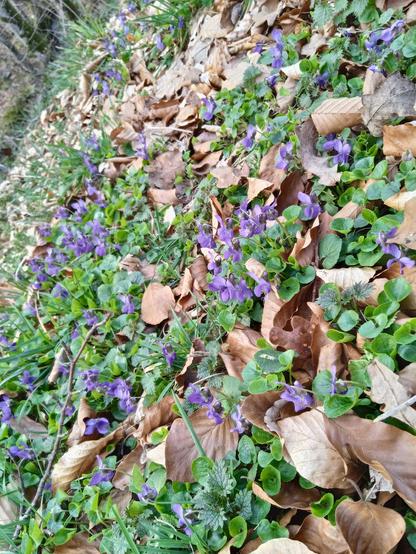 View of a mass of wild violet flowers from above. Their lush leaves and bright colour in stark contrast to the dry brown leaves covering the ground