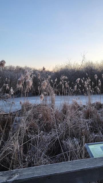 Das Telegeler Fließ in der Morgendämmerung. Das Wasser ist komplett gefroren, alle Pflanzen sind vom Frost bedeckt.
