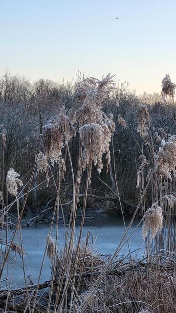 Das war ist noch gefroren und die Pflanzen mit Frost überzogen. Der Himmel ist hellblau von der Morgendämmerung.