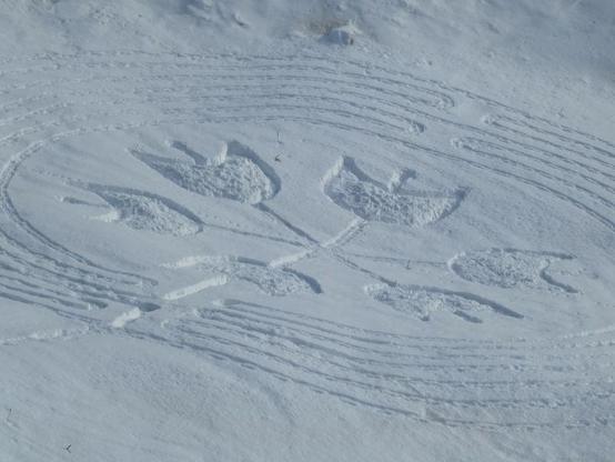 Sei tulipani disegnati sulla neve con le ciaspole.