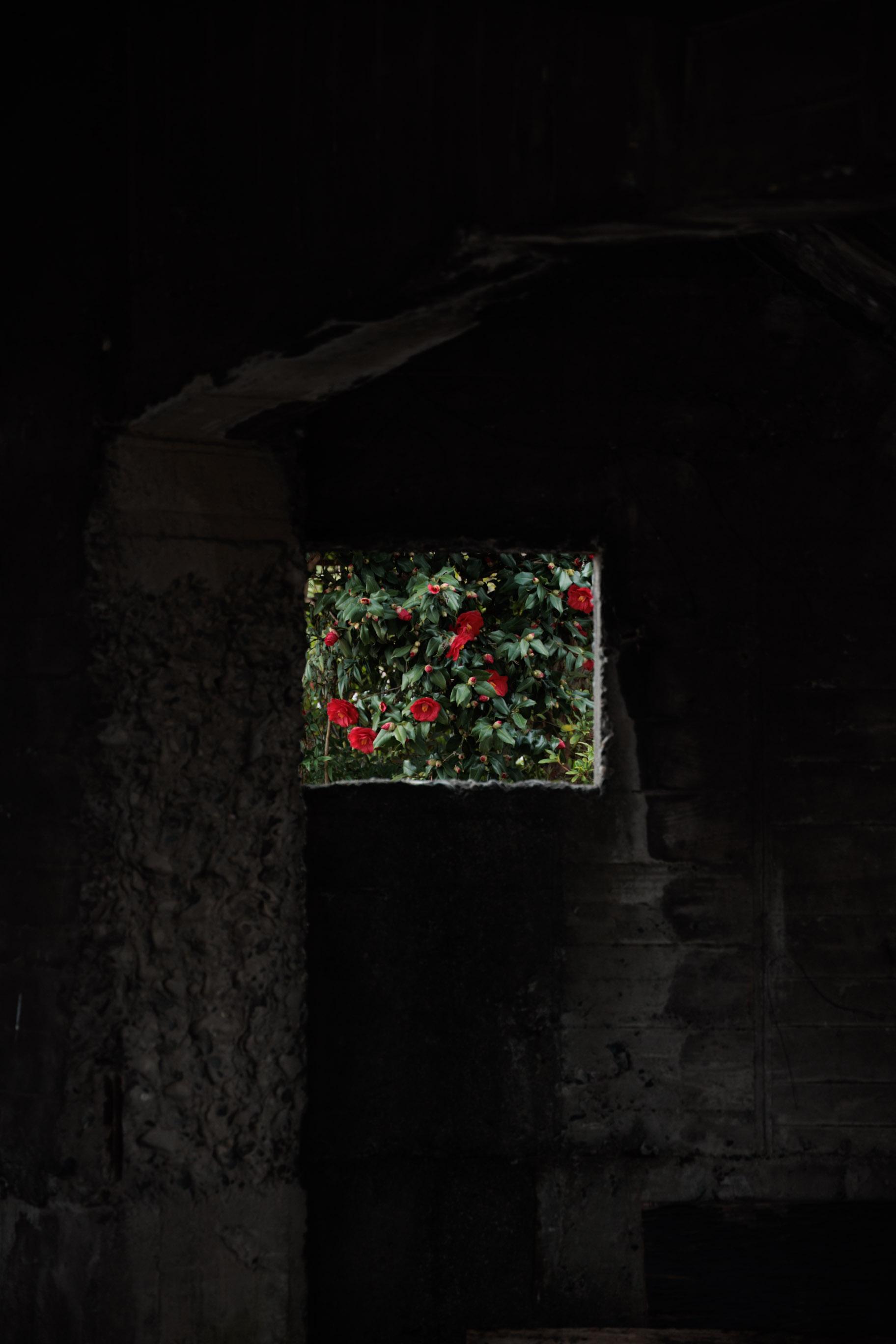 A square window frames a patch of vibrant green foliage adorned with red flowers, visible against a dark, textured concrete wall.