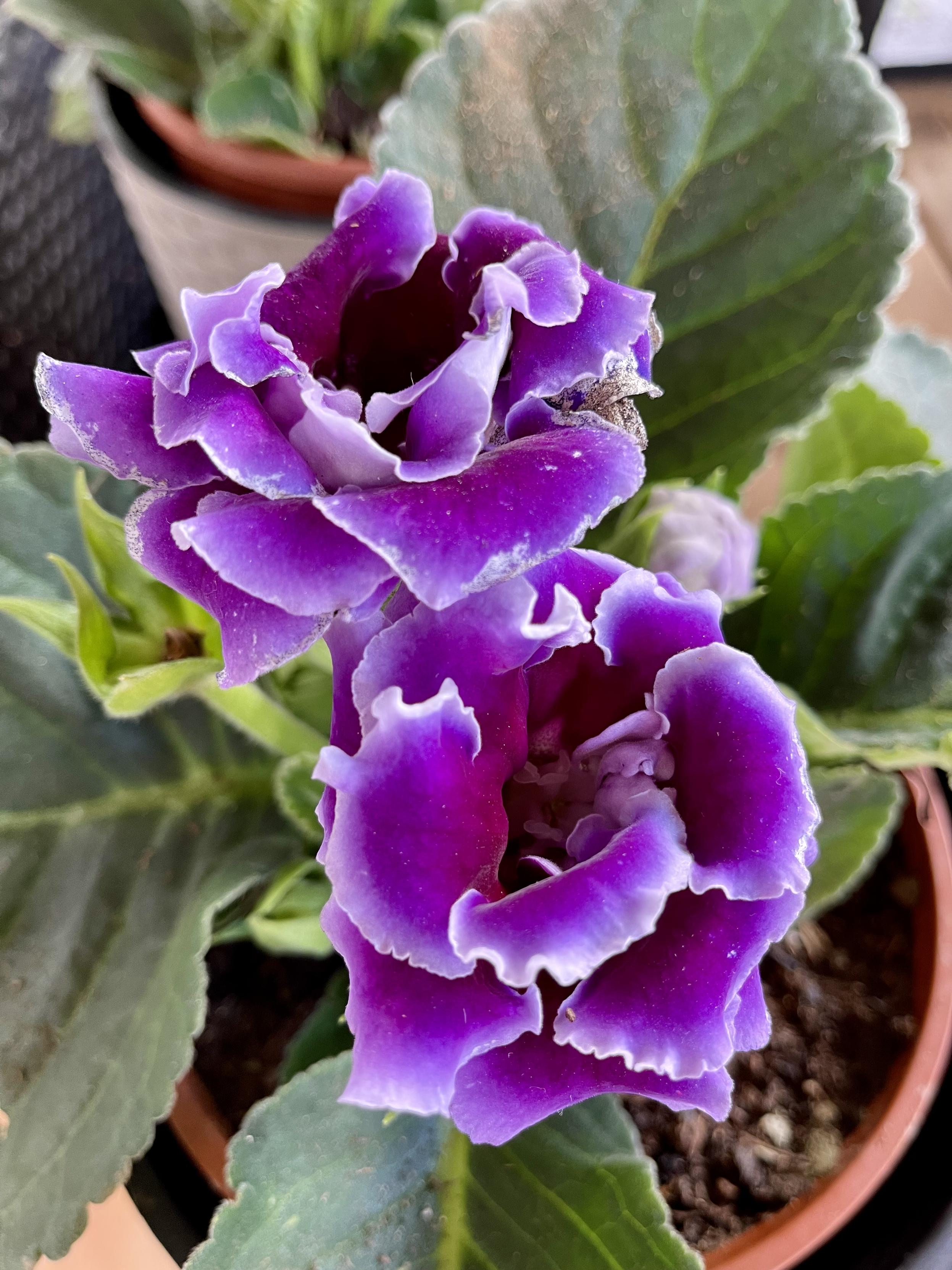 It’s been a little while since I last had a Brazilian Gloxinia in the house, but, my goodness!, I just love the intensity of the violet colours and the velvet feel. Need to get another one soon! 😍👍🏻