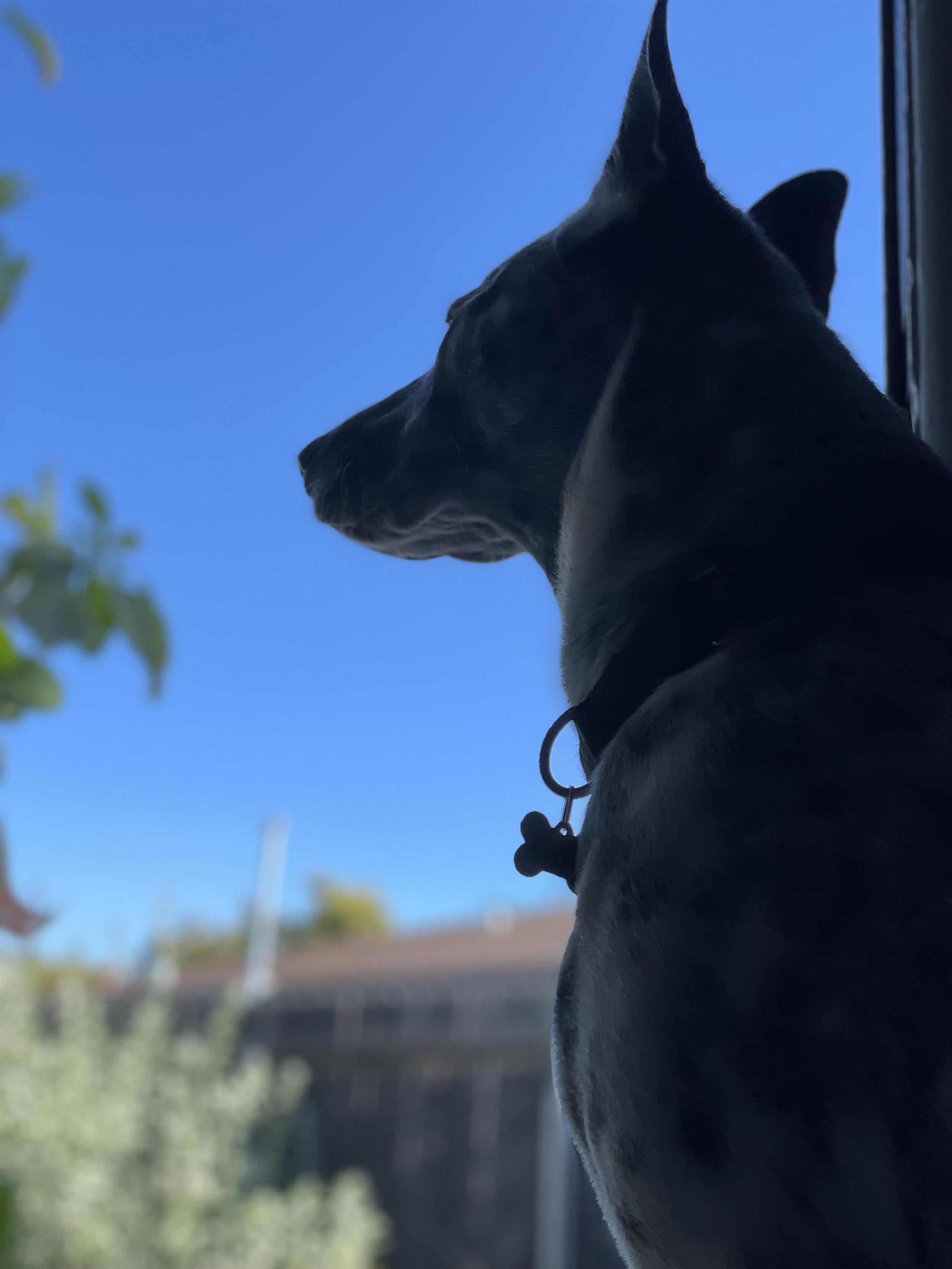 Pup sits in doorway, ears up, looking out to garden on a very windy day. He's a soft silhouette against the bright blues and greens.