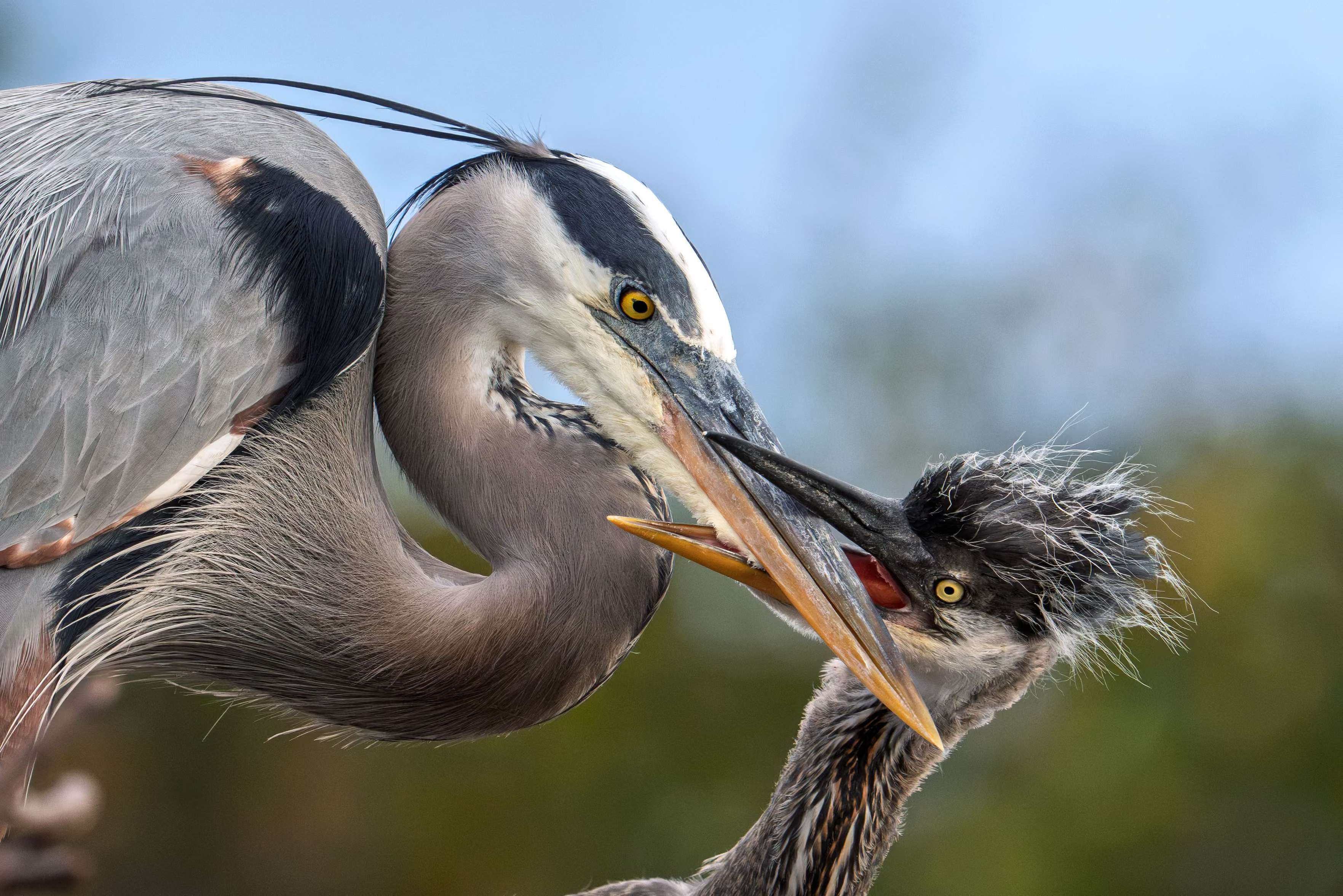 A great blue heron chick with its mother.