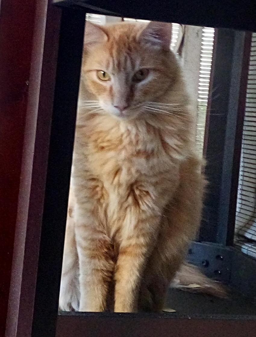 An orange cat whose intentions are unclear.