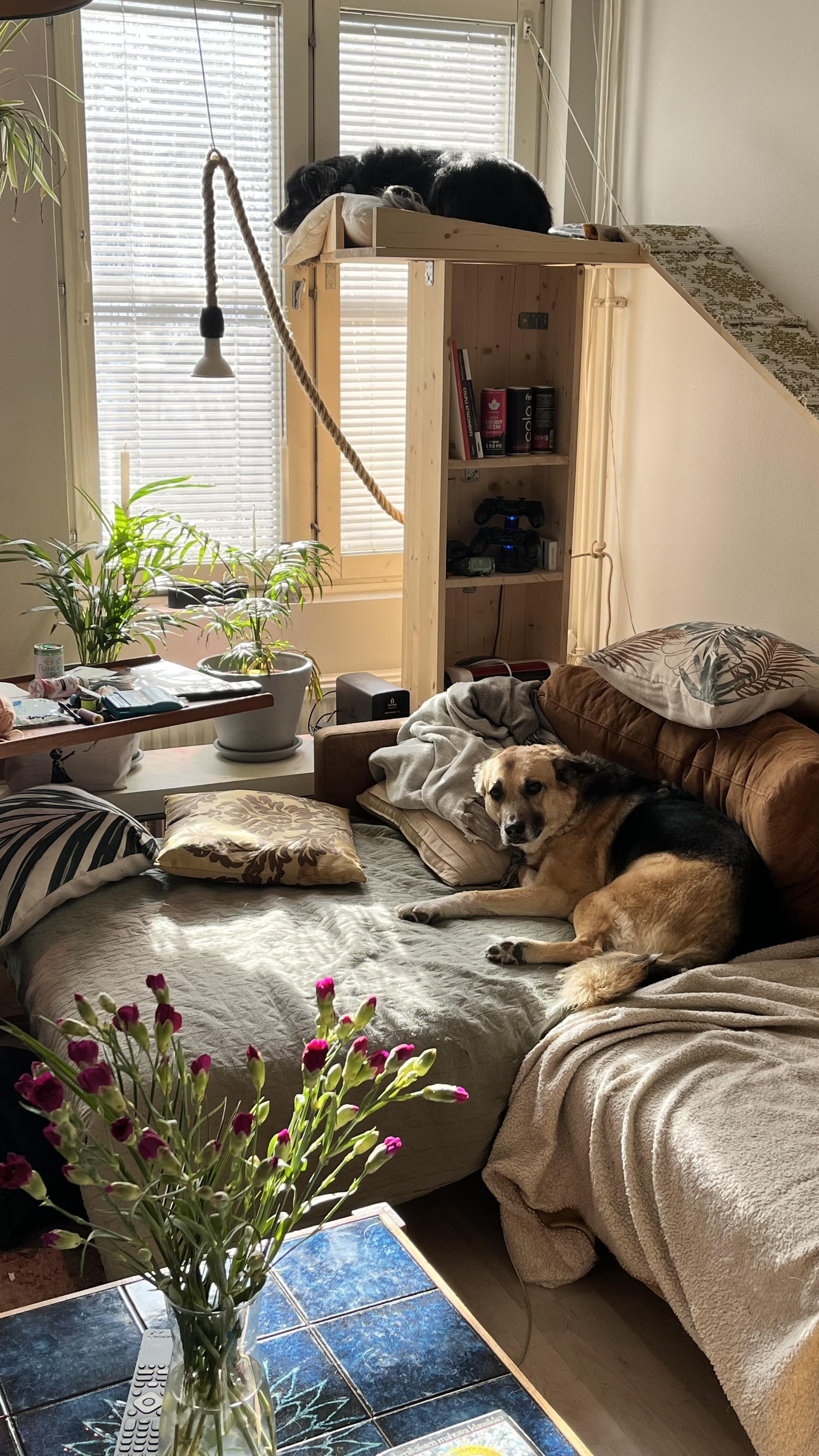 Link Preview Image