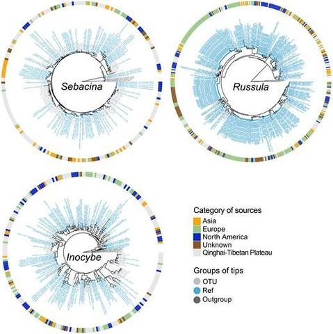 Geographic conservation patterns of three dominant ectomycorrhizal (EcM) fungal genera (Sebacina, Russula and Inocybe) associated with global Pinaceae hosts.