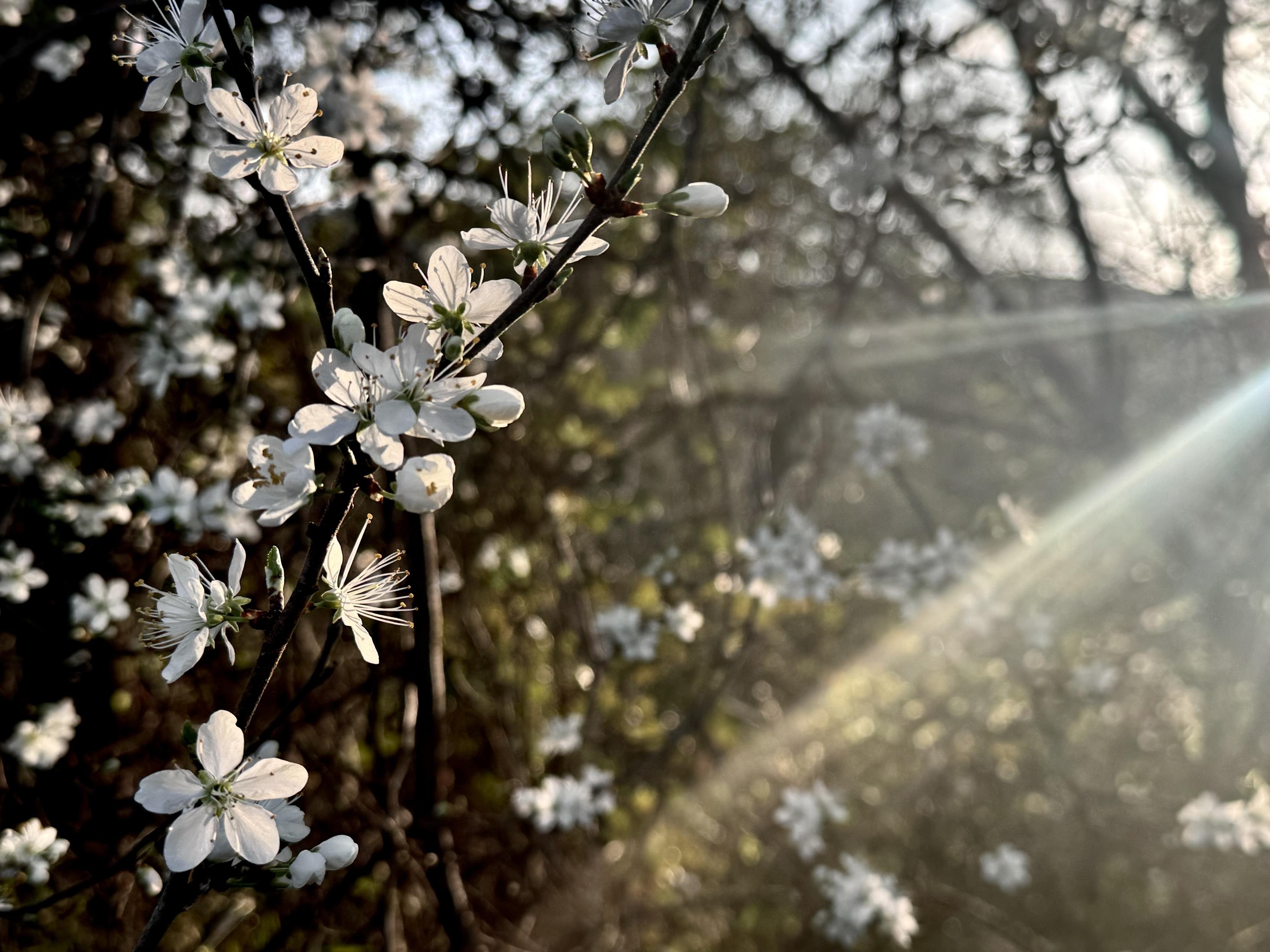 A close-up of white flowers blooming on branches, with sun beams seeping through foliage on the side.