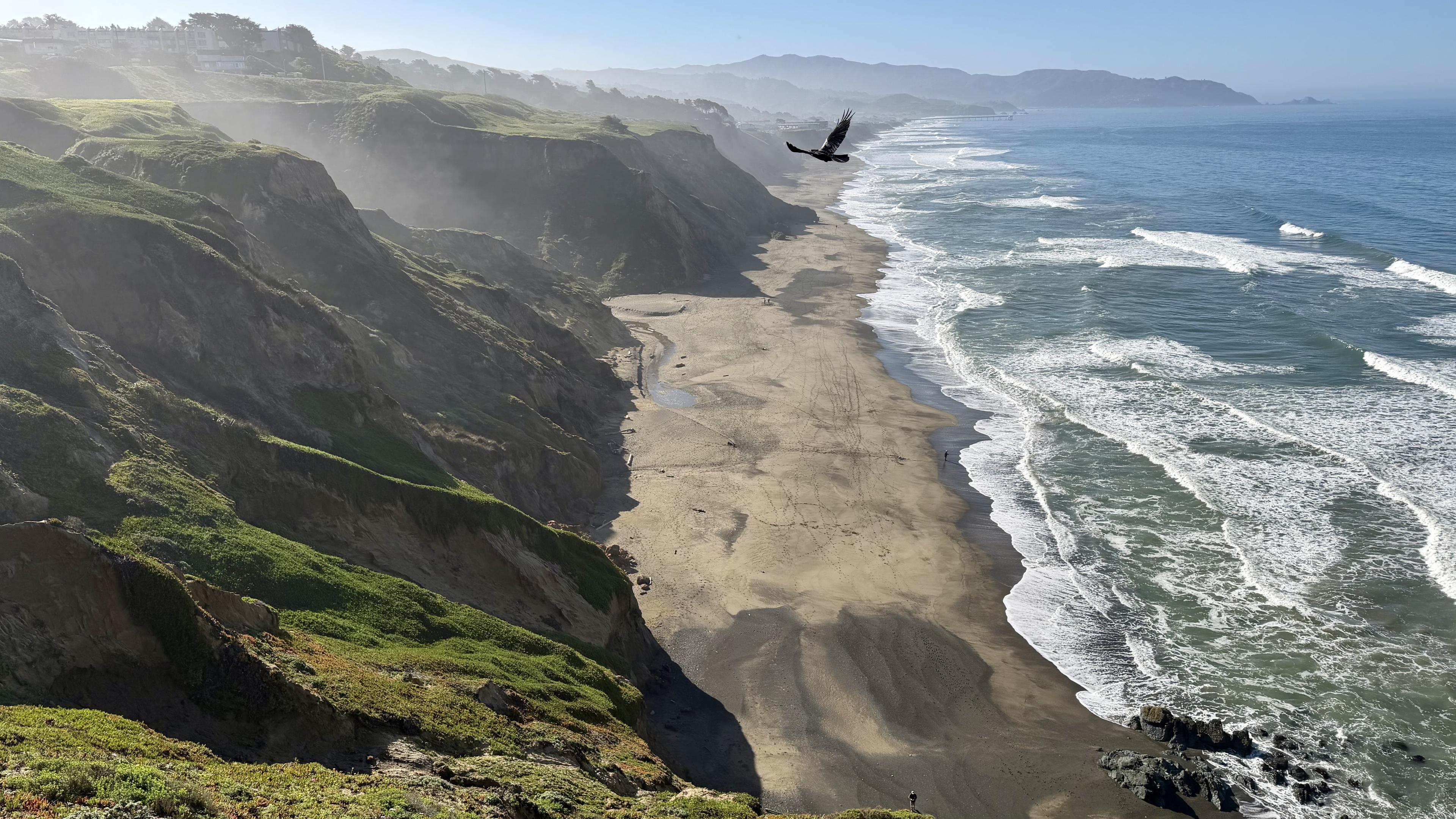 Photo of steep bluffs in morning mist descending to a beach with breaking waves. A raven flies through.