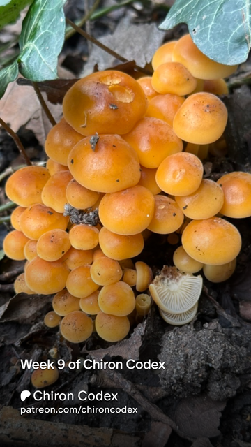 A photograph of wild enoki fungal fruiting bodies.