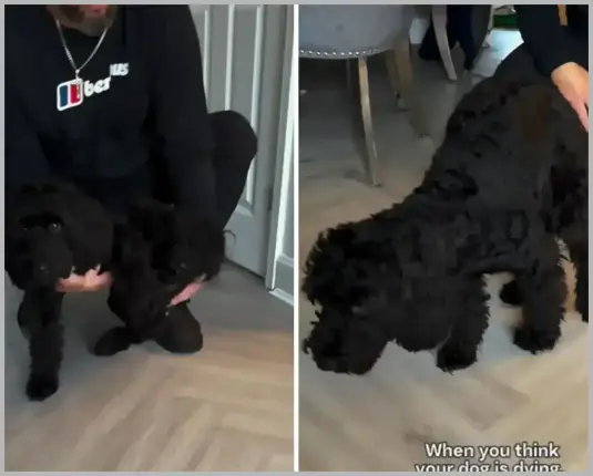 Dog Fakes Limp at Vet: Owner Shocked by Expensive Exam Reveal