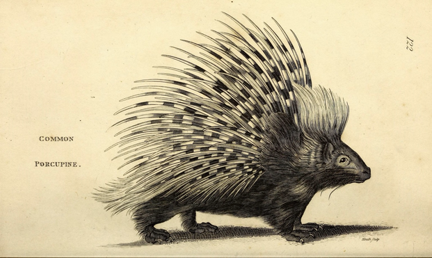 monochrome book plate, illustration of a Crested Porcupine specimen in side profile, labeled “COMMON PORCUPINE” on left