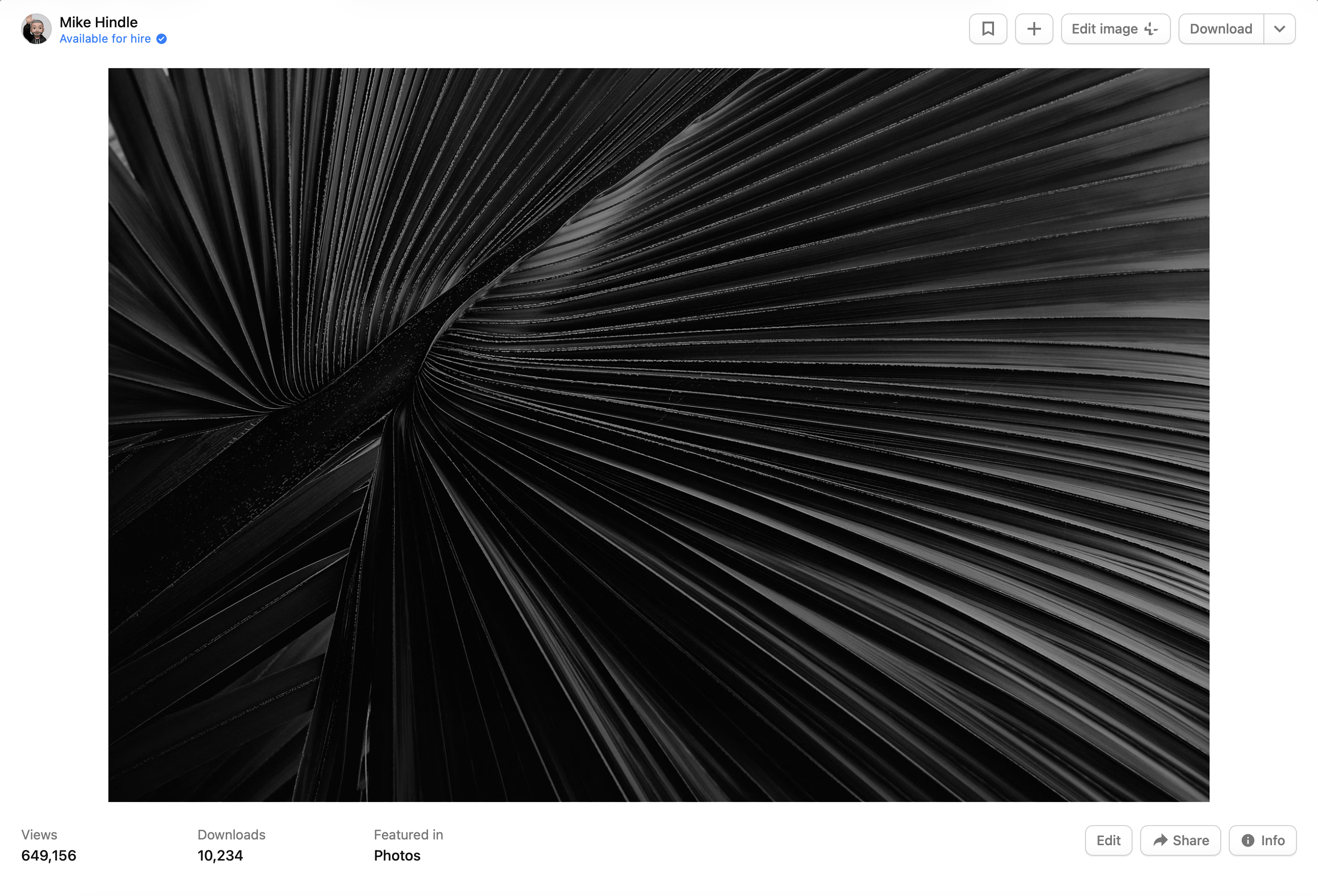 A screenshot of a dark palm leaf on Unsplash emphasising the patterns and repeating texture.