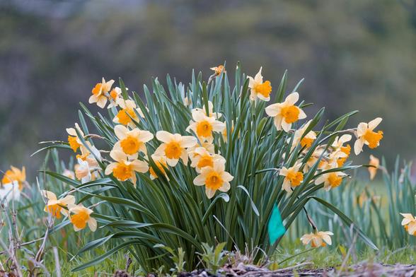 Light yellow daffodils with dark yellow cores in a clump in the middle of the image with some other clumps in the distance and blurred out trees in the far background