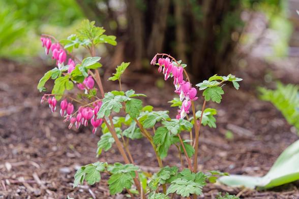 In the foreground a plant with pink heart-shaped flowers with something white sticking out of the bottom and irregularly toothed leaves and behind that mulch and a bluirred out mass of stems.