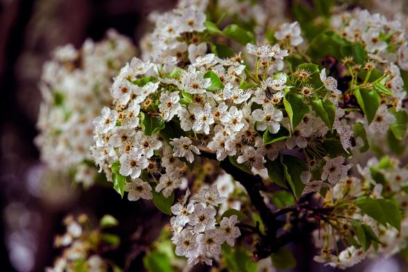 Huge mass of little white flowers with black dots hanging in front of the.