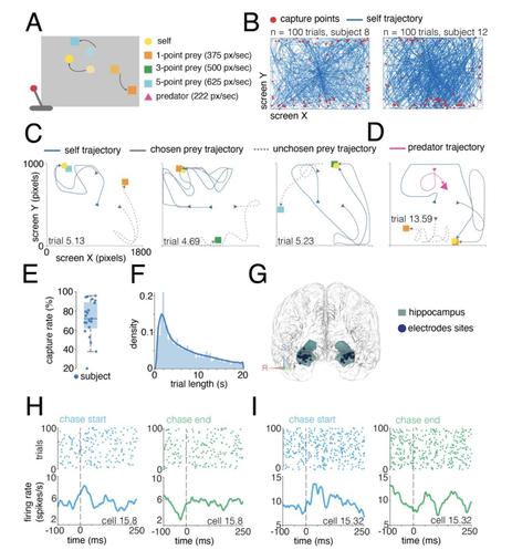 displayed as colored squares that denote their reward if caught and maximum speed.
Participants' avatar was displayed as a yellow circle, with avatar velocity determined by the
magnitude of the joystick deflection from its center. For some participants, we also included a
predator (Methods). B. Example sessions from two participants; blue lines indicate participants'
trajectories on each trial overlaid; red dots indicate points of prey capture. C and D. Typical
example trials; arrowheads indicate direction of travel. …