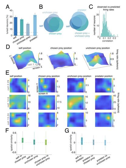 Figure 2. Hippocampal mapping functions for self and prey. A. Bar plot showing the
proportion of neurons with significant tuning for agent positions according to the GLM.
Proportions do not sum up to one hundred as one neuron may be tuned to more than one
agent’s position. Dashed horizontal gray line: 5% chance level. Error bars: standard errors. B.
Venn diagram showing overlap between neurons selectivities. Neurons generally encoded
positions of multiple agents. C. Distribution of correlations between observed and GLM
predicted firing rates for significantly tuned neurons only. Positive correlations indicate that the
GLM reliably captured each neuron’s spatial firing pattern. D. Heatmaps showing tuning of three
example neurons to the positions of the self, chosen prey, and unchosen prey. Neurons often
showed a single hotspot but typically showed more complex features